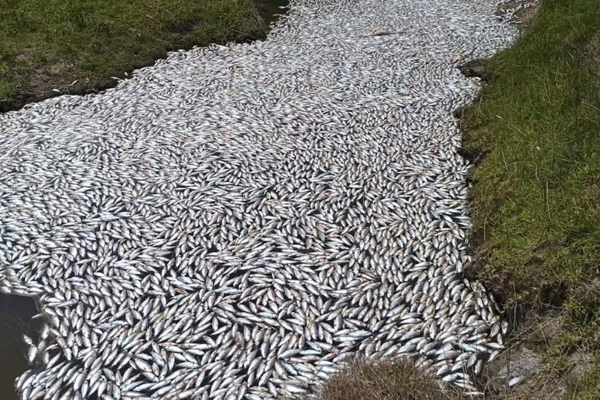 Peces muertos en arroyo La Palma, Rocha