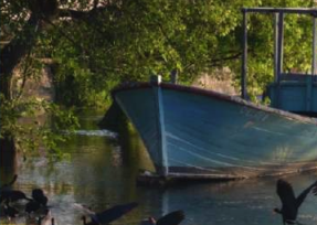 Bote