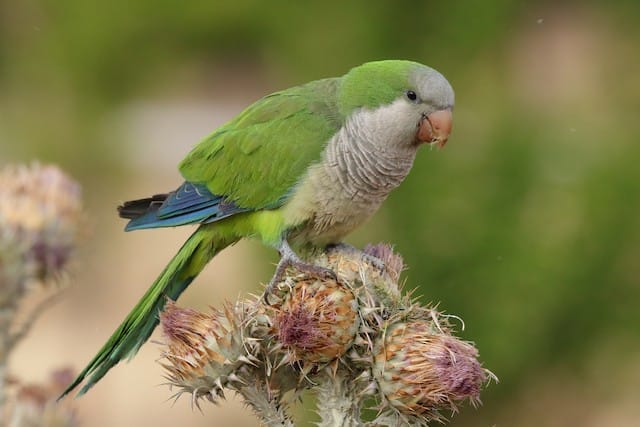 Myiopsitta monachus
