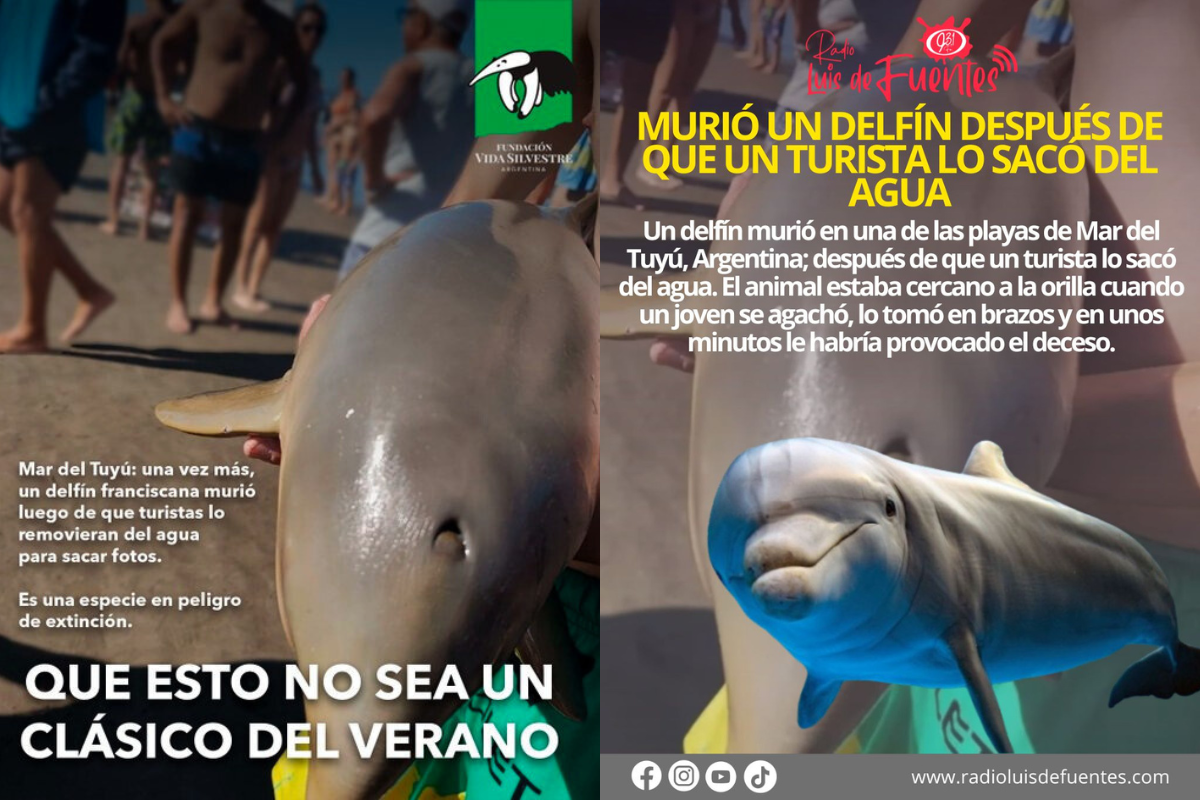 La tragedia en Mar del Tuyú es un llamado urgente a repensar nuestra relación con la naturaleza. Cada acto de irresponsabilidad turística tiene consecuencias que van más allá de lo inmediato, afectando el equilibrio de los ecosistemas y amenazando la biodiversidad del planeta.