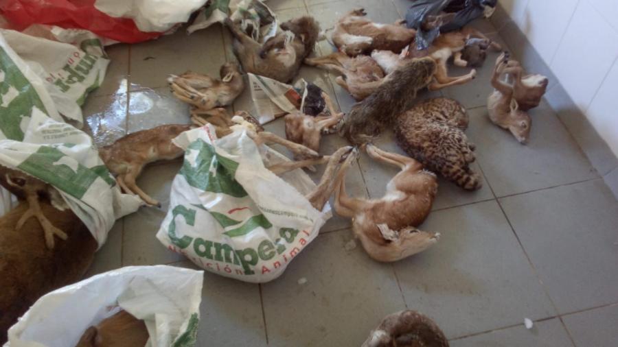 Dramáticas fotos de situación de algunas especies de la Reserva