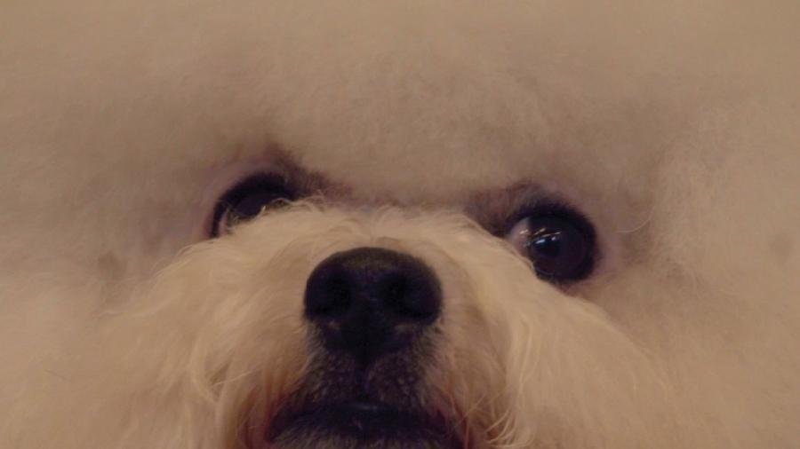 Recuerdo de un perro que no pudo desfilar