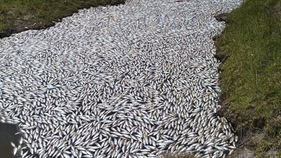Peces muertos en arroyo La Palma, Rocha