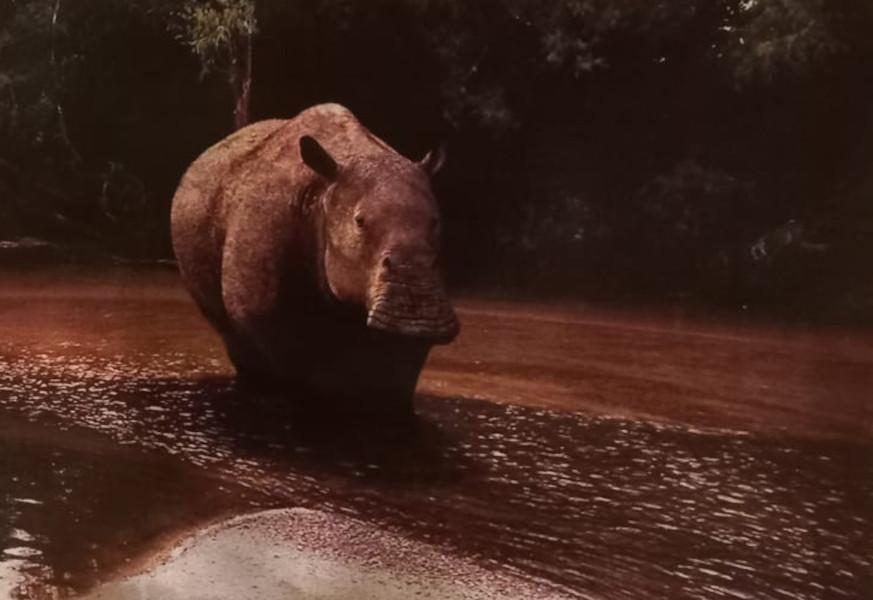 Toxodonte , Foto: Museo Prof. Fco. Lucas Roselli